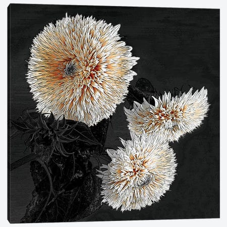 Sunflowers II Canvas Print #SLK37} by Shelley Lake Canvas Art