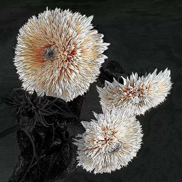 Color Pop Photography: Sunflowers II by Shelley Lake