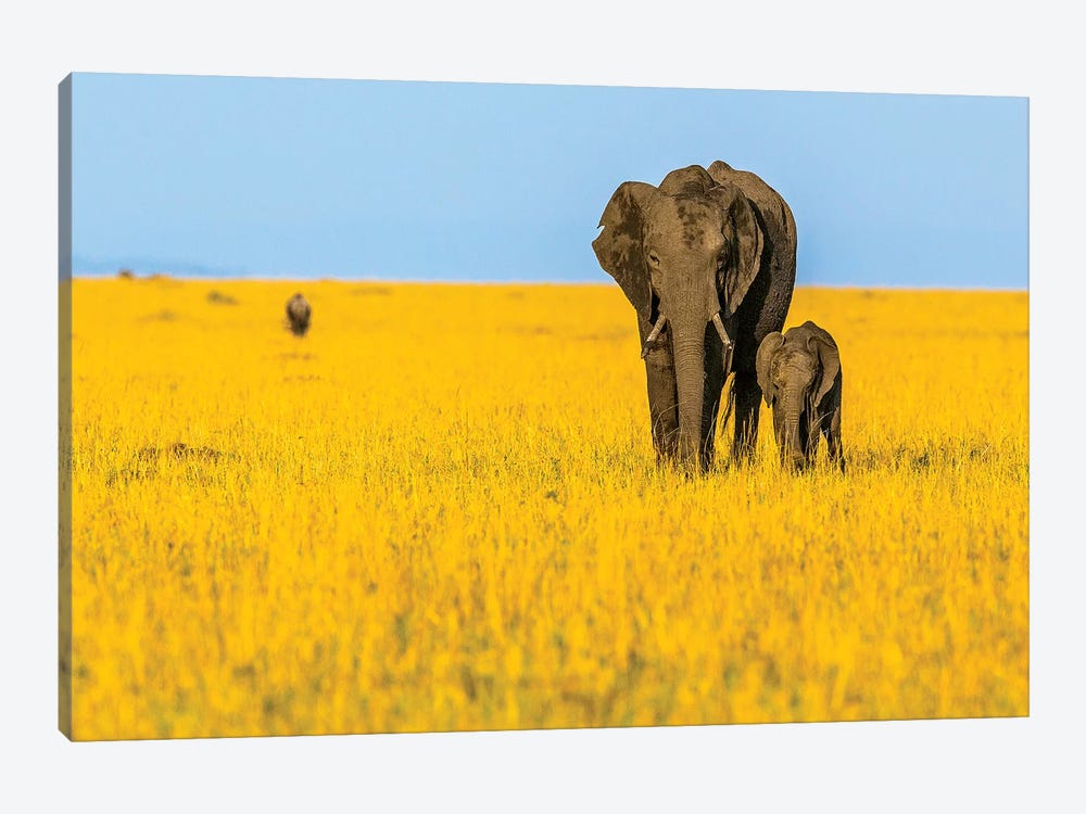 Vibrant Africa by Shelley Lake 1-piece Art Print