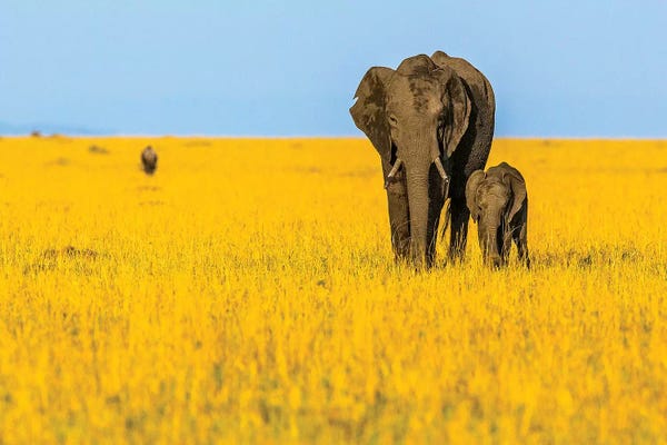 Elephants: Vibrant Africa by Shelley Lake