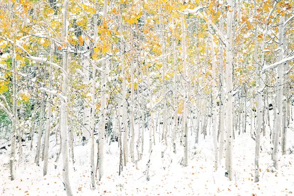 Aspen Trees: Quaking Aspens by Shelley Lake