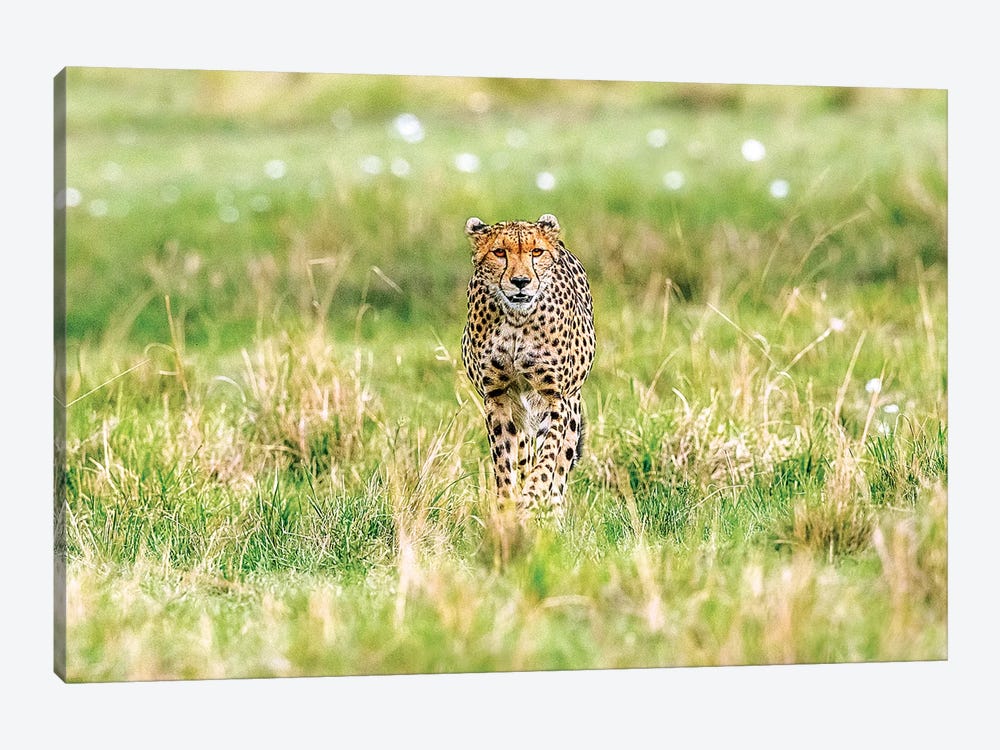 Cheetah by Shelley Lake 1-piece Canvas Print