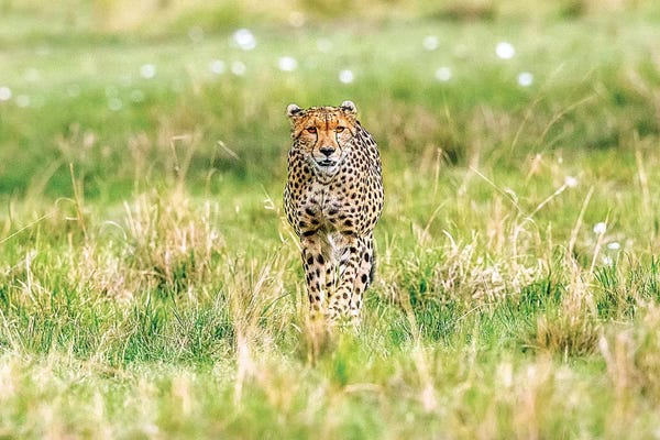Shelley Lake: Cheetah by Shelley Lake