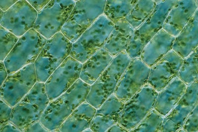 Science Photo Library - Canvas Prints: Aquatic Leaf Chloroplasts (Elodea Canadensis), Lm Brightfiel by Science Photo Library