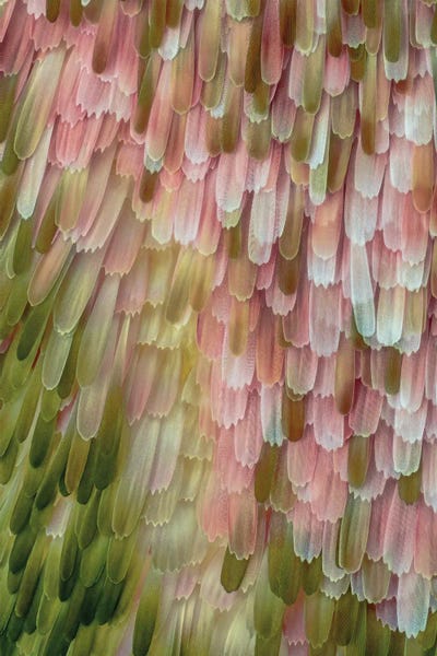 Moths: Oleander Hawk Moth Wing, Light Micrograph by Science Photo Library
