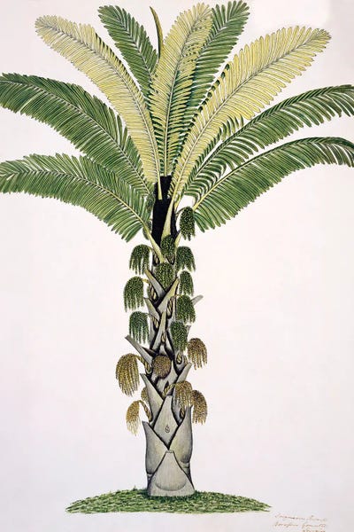 Palm Tree, Artwork