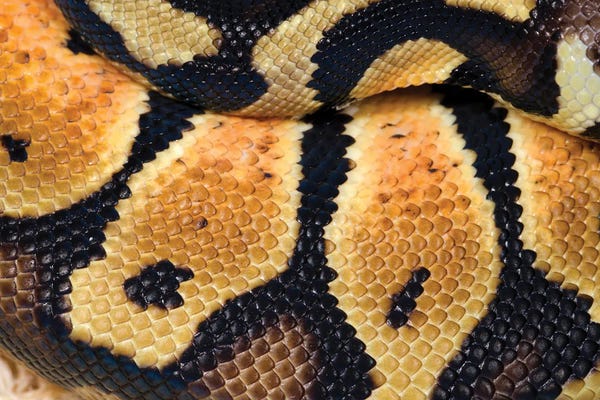 Snakes: Pastel Royal Python by Science Photo Library