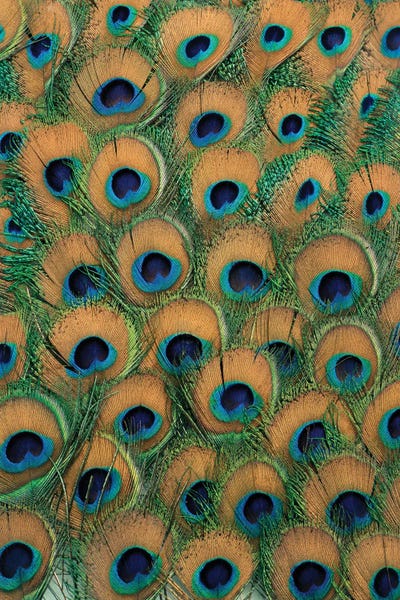 Canvas Print: Peacock Feathers by Science Photo Library - thumbnail