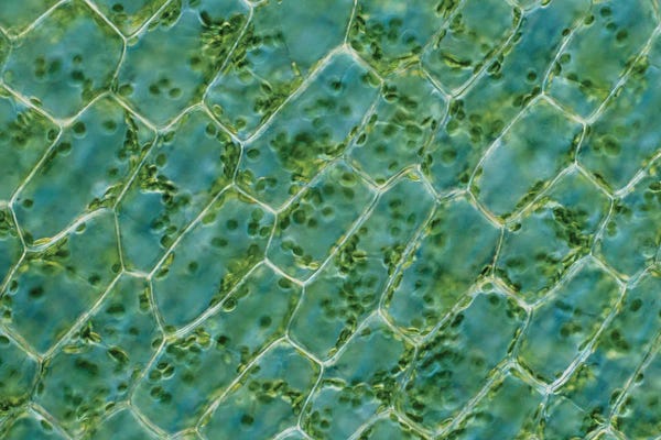 Fine Art Print: Aquatic Leaf Chloroplasts (Elodea Canadensis), Lm Brightfiel by Science Photo Library