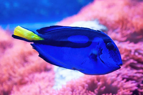 Science Photo Library: Regal Blue Tang by Science Photo Library
