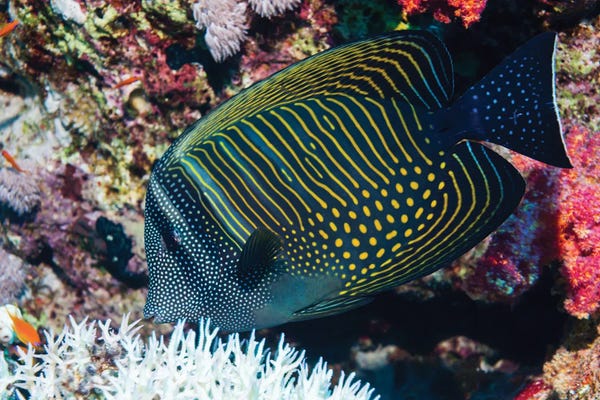Science Photo Library: Sailfin Tang Fish by Science Photo Library