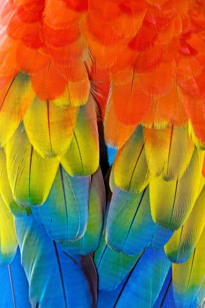 Canvas Print: Scarlet Macaw Plumage by Science Photo Library - thumbnail