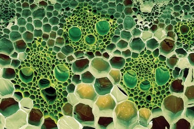 Science Photo Library - Canvas Prints: Bamboo Stem, SEM by Science Photo Library