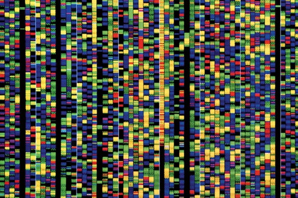 Screen Showing A Human Genetic Sequence