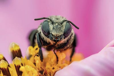 Canvas Print: Solitary Bee Roosting In A Flower by Science Photo Library - thumbnail