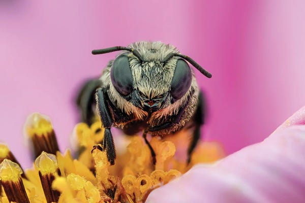 Bees: Solitary Bee Roosting In A Flower by Science Photo Library