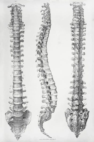 Science Photo Library: Spine Anatomy by Science Photo Library