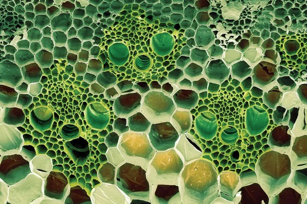 Science Photo Library: Bamboo Stem, SEM by Science Photo Library
