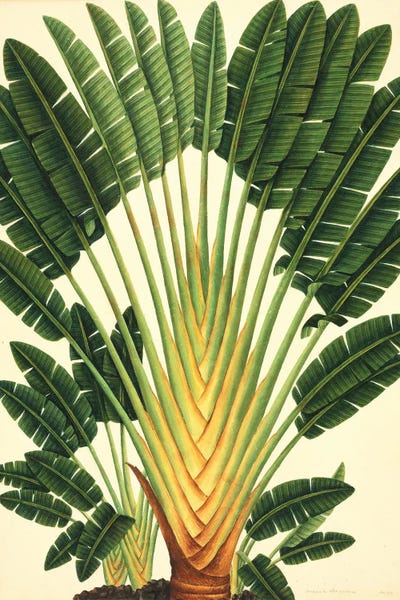 Strelitzea Flower, 19th-Century Artwork