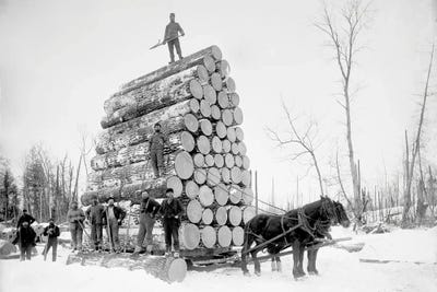 Canvas Print: Timber Logging, Late 19th Century by Science Photo Library - thumbnail