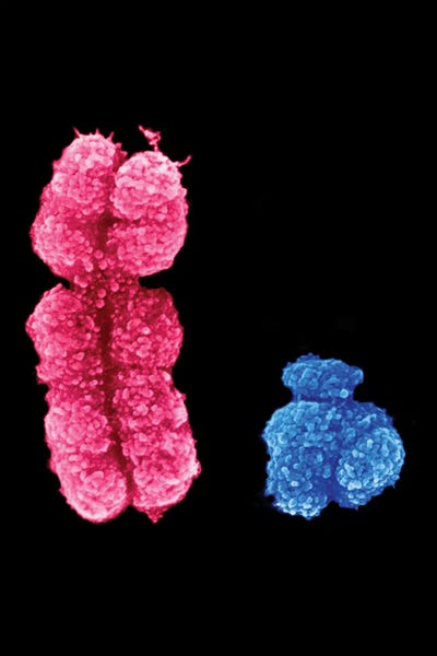 Canvas Print: X And Y Chromosomes by Science Photo Library - thumbnail