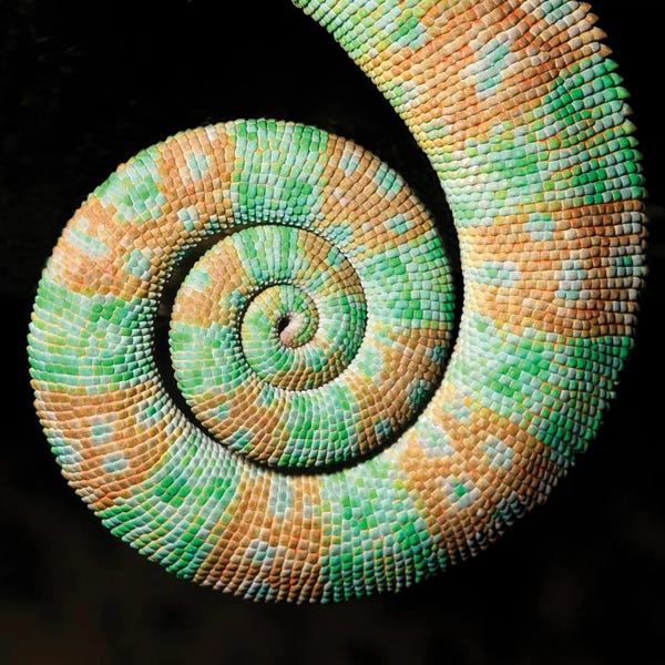 Science Photo Library: Yemen Or Veiled Chameleon by Science Photo Library