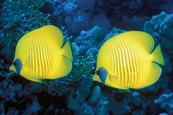 Fine Art Print: Bluecheek Butterflyfish by Science Photo Library