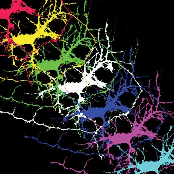 Science Photo Library: Brain Activity II, Fluorescence Microscopy by Science Photo Library