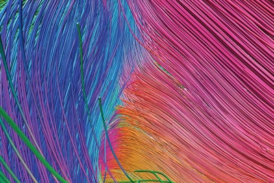 Science Photo Library - Canvas Prints: Brain Fibres, Corpus Callosum And Internal Capsule, DTI Scan by Science Photo Library