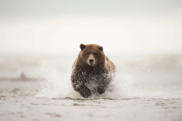 Brown Bear, Alaska, USA