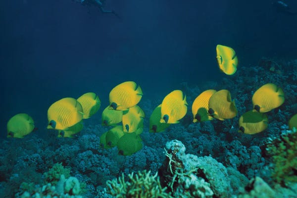 Butterfly Fish