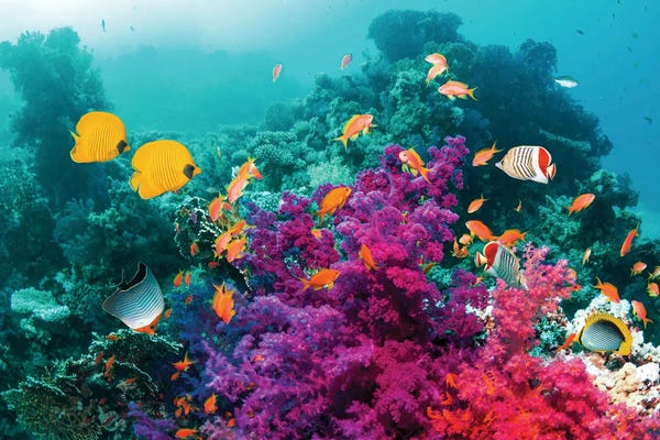 Butterfly Fish And Soft Corals