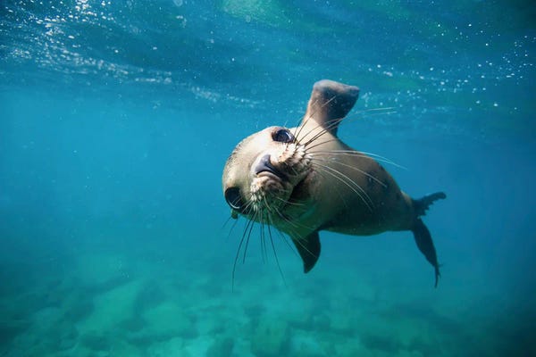 Science Photo Library: California Sea Lion Pup by Science Photo Library