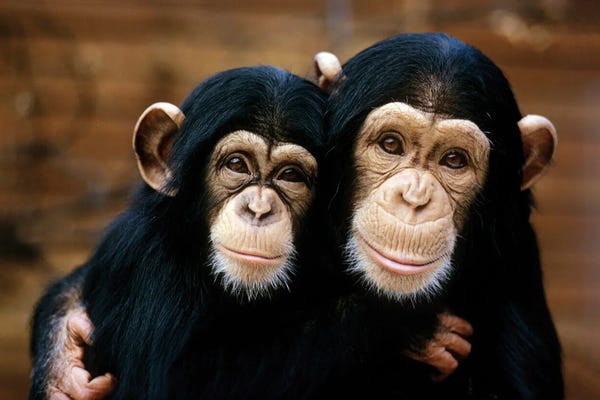 Science Photo Library: Chimpanzees by Science Photo Library
