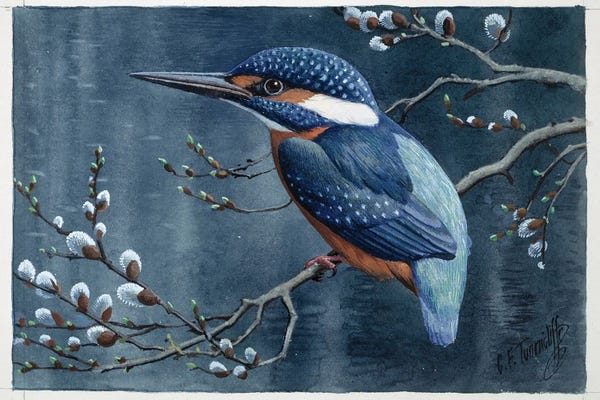 Kingfishers: Common Kingfisher, Artwork by Science Photo Library