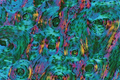 Science Photo Library - Canvas Prints: Compact Bone, Light Micrograph by Science Photo Library