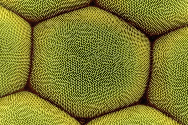 Science Photo Library: Compound Eye Of A Moth, SEM by Science Photo Library