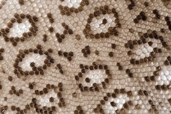 European Eyed Lizard Skin