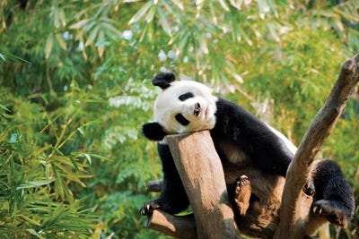 Science Photo Library - Canvas Prints: Giant Panda by Science Photo Library