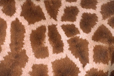 Science Photo Library - Canvas Prints: Giraffe Skin by Science Photo Library