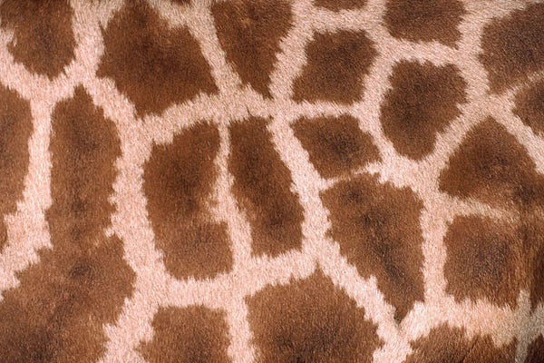 Giraffe Skin