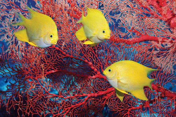 Fine Art Print: Golden Damselfish by Science Photo Library
