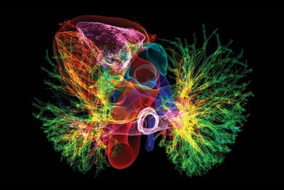 Canvas Print: Healthy Heart And Lungs, 3D CT Scan by Science Photo Library - thumbnail