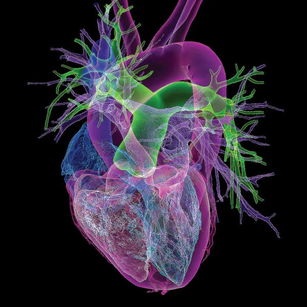 Healthy Heart, 3D CT Scan