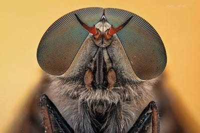 Canvas Print: Horse Fly Compound Eyes by Science Photo Library - thumbnail