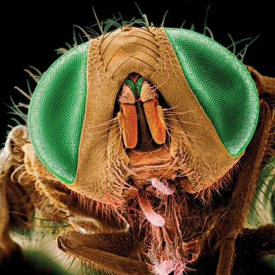 Canvas Print: House Fly Head, SEM by Science Photo Library - thumbnail