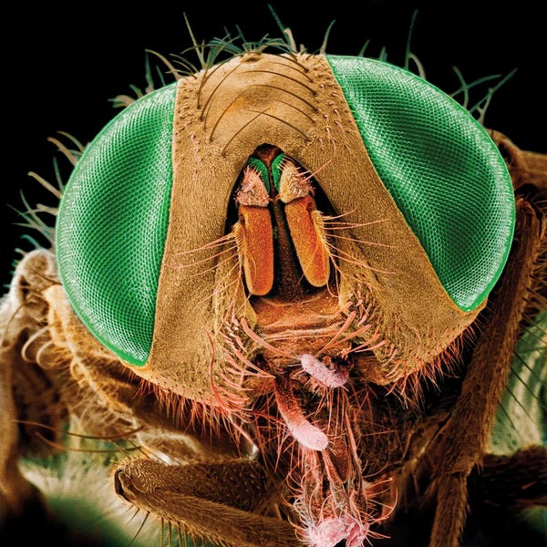 Science Photo Library: House Fly Head, SEM by Science Photo Library