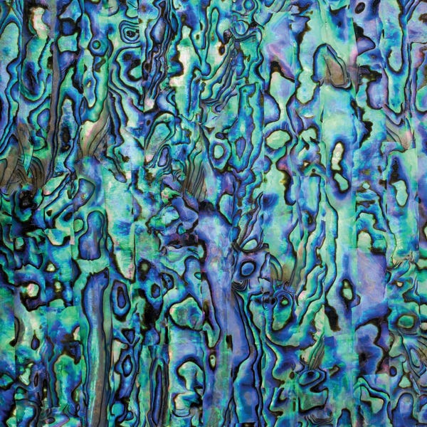 Science Photo Library: Abalone Nacre Shell by Science Photo Library