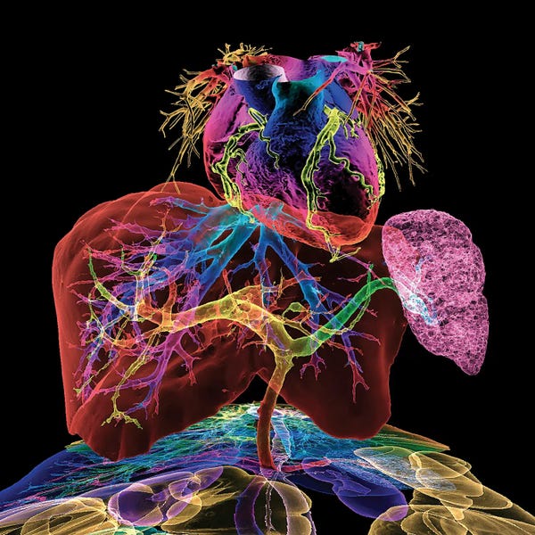 Human Internal Organs, 3D CT Scan