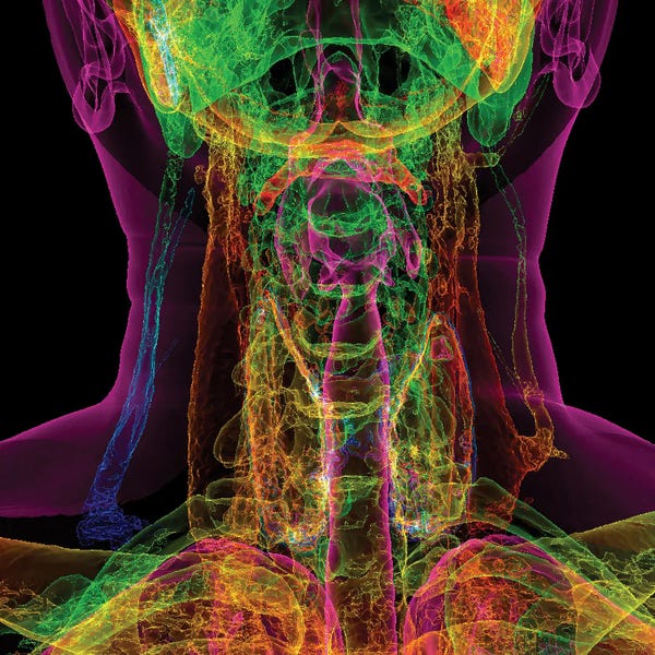 Science Photo Library: Human Neck Anatomy, 3D CT Scan by Science Photo Library
